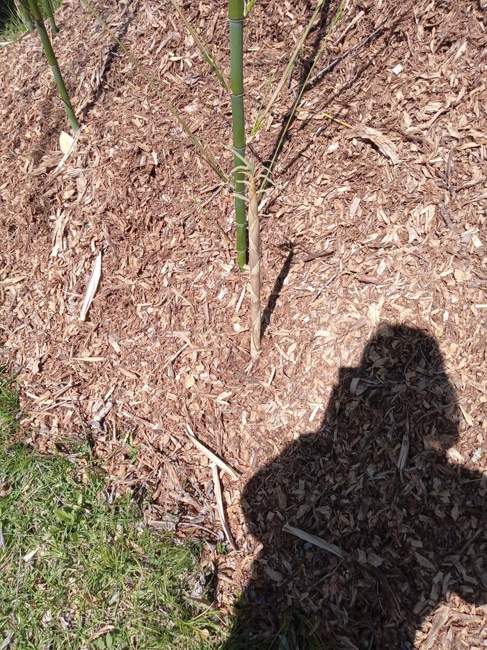 Bamboo doesnt mind the wood chips thick