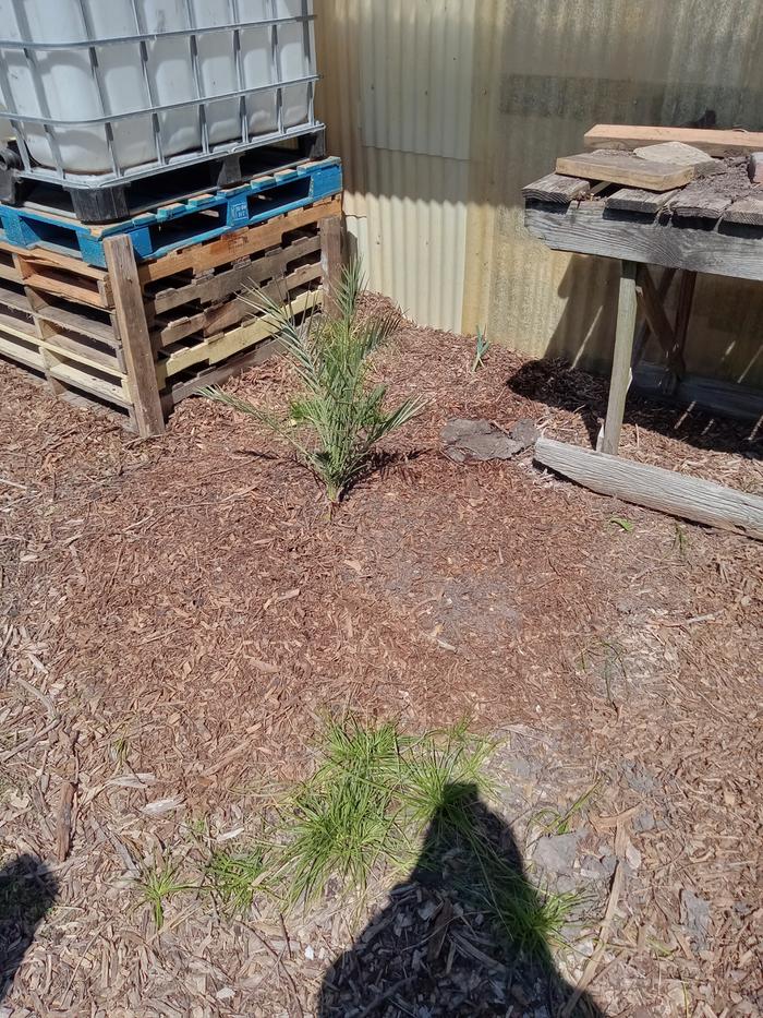3 year old date palm ...had to plant it before im tempted tobsell it