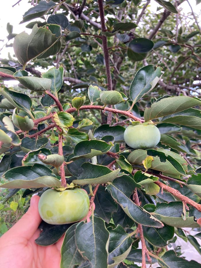 Fuyu Persimmon