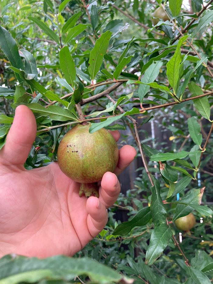 Wonderful Pomegranate