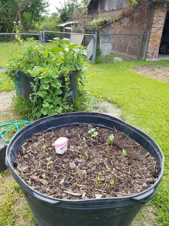 Most of these plants were ones that didn't sell at farmer's market ...people be missing out