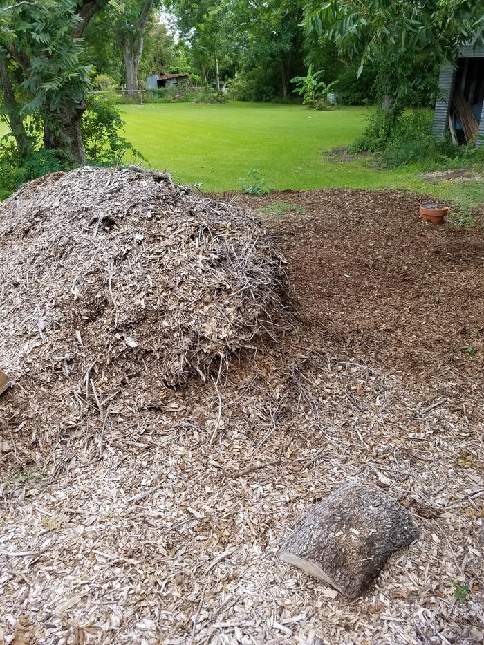 still not quite done spreading all the chips I got from the neighbors oak trees