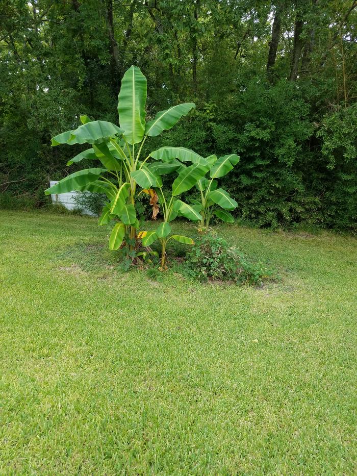 old trash pile when I was kid ...banana trees seem to like it