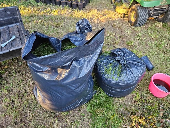 Bags of silage and EM-1 microbes