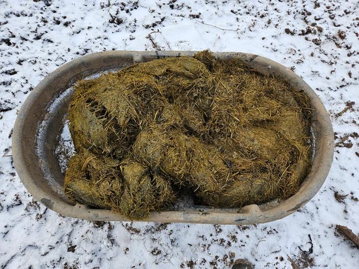 Silage on a 20 degree morning, in a 50 gallon stock tank.