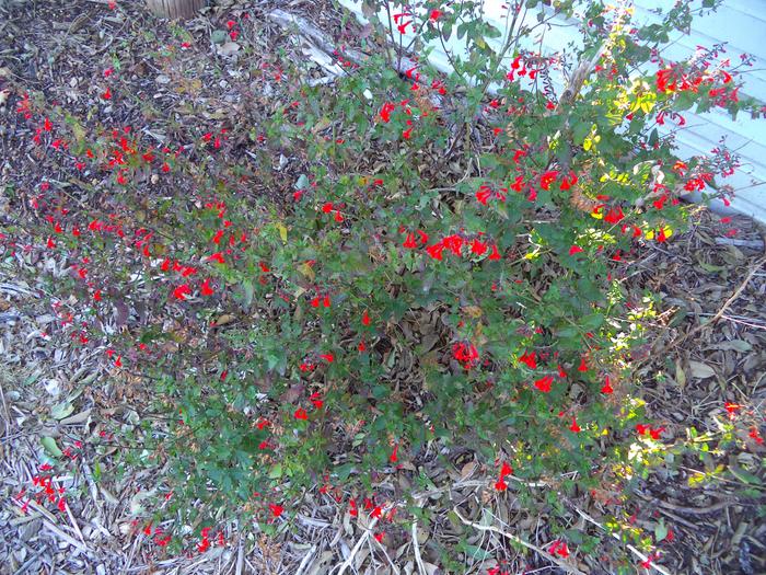 Scarlet Sage (salvia)