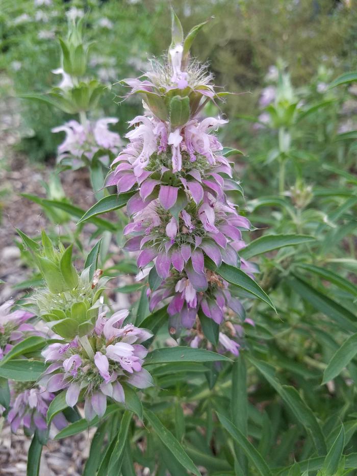 Horse Mint