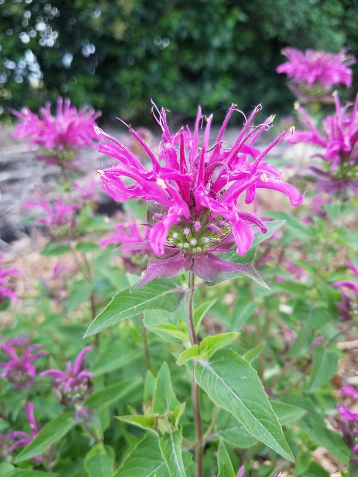 Beebalm