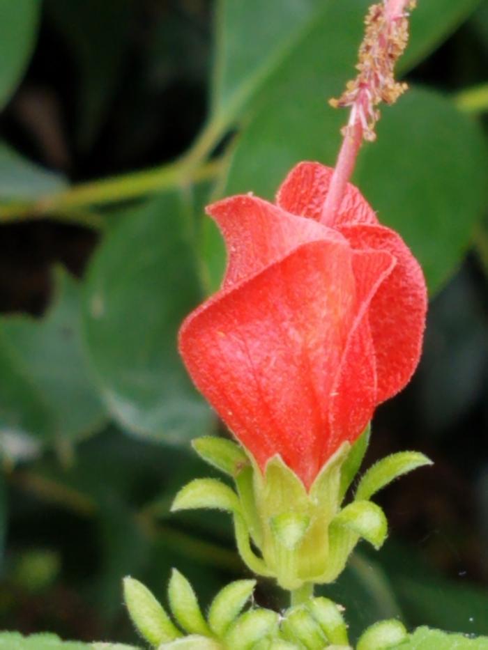...the flower is tasty too