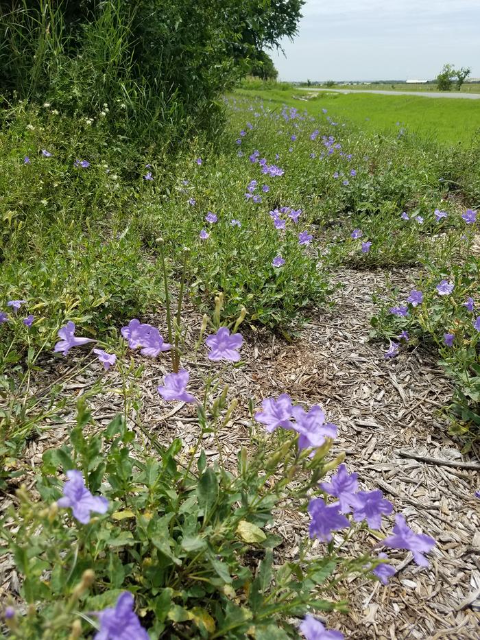 My mid-summer bloomers