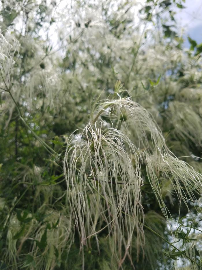 Drummond's clematis, Texas virgin's bower, old man's beard ...interesting common names