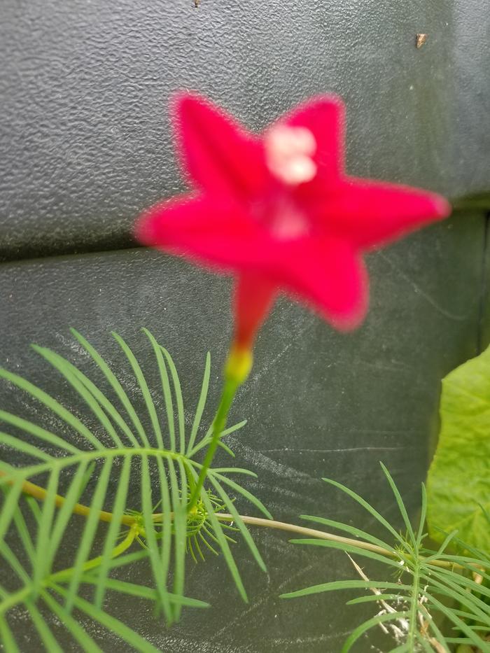 ...or cypress vine ...some say they are different plants but I don't know how to tell 'em apart