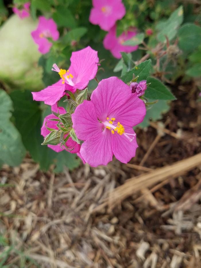 Not a rose, but a great #cottagecore flower ...and Texas native