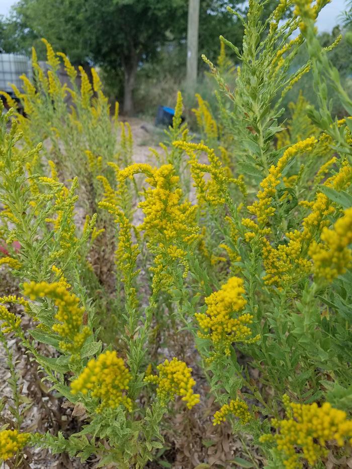 [Thumbnail for goldenrod.jpg]