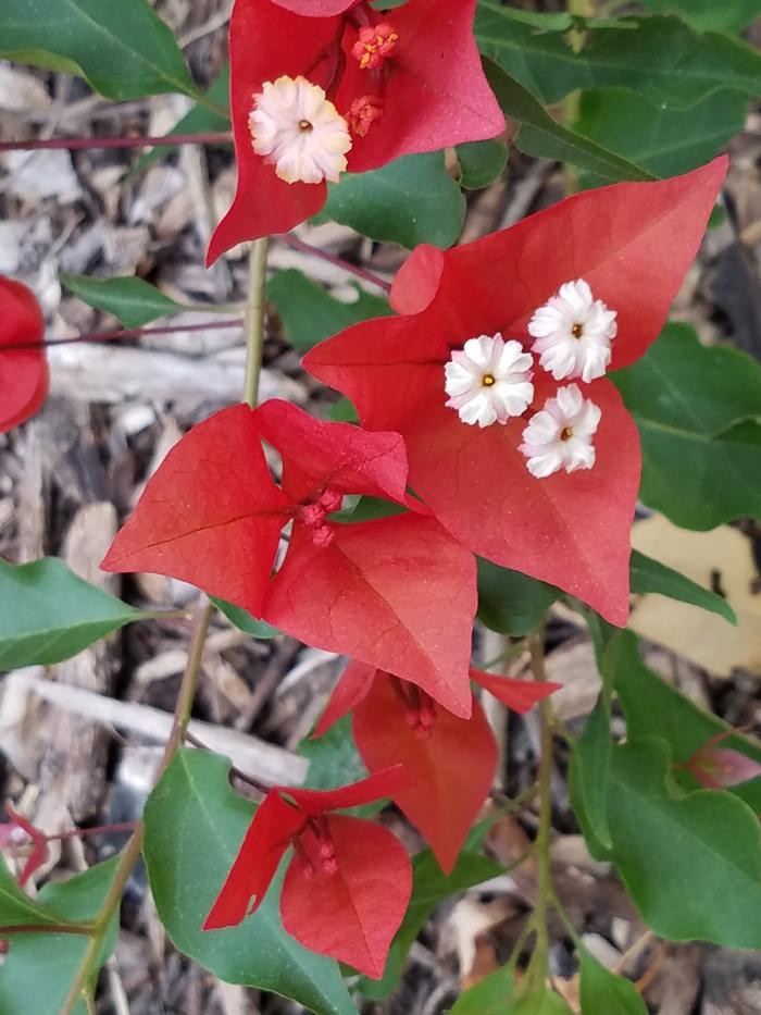 [Thumbnail for red-buganvilla.jpg]