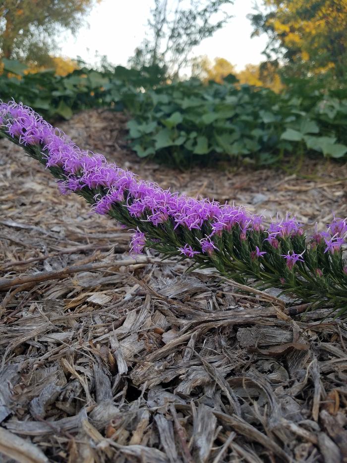 Next year i'm gonna have to weed those sweet potatoes back