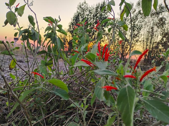 [Thumbnail for Mexican-honeysuckle-sunset.png]