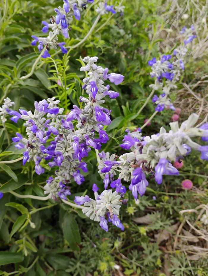 Mealy blue sage