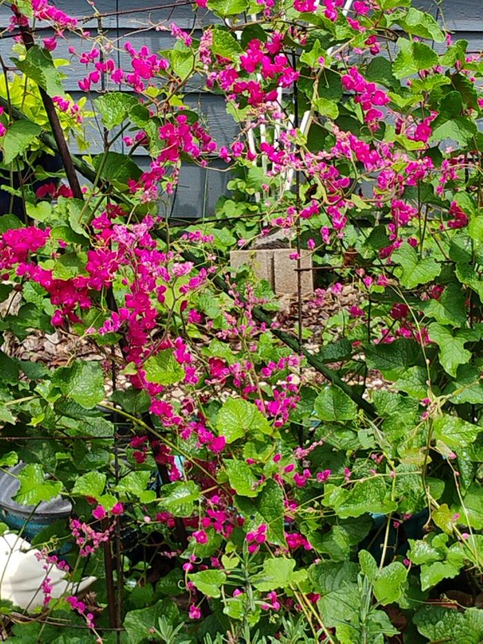 Pink coral vine