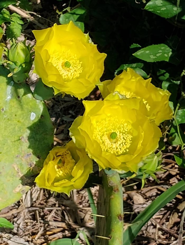 Yellow Prickly Pear.