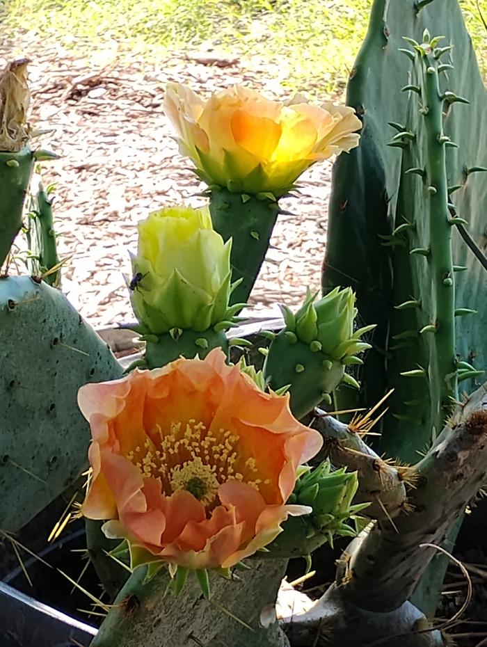 Orange Prickly Pear