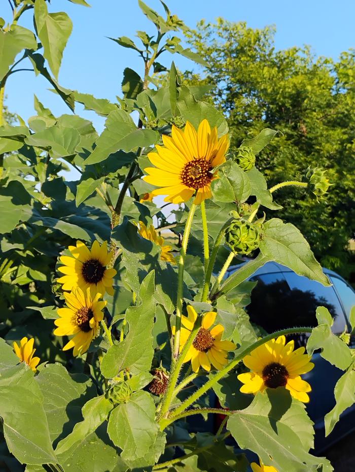 Morning shade
