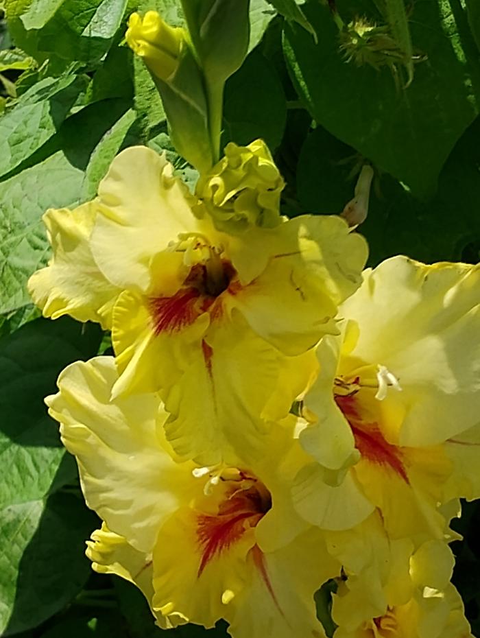 Gladiola
