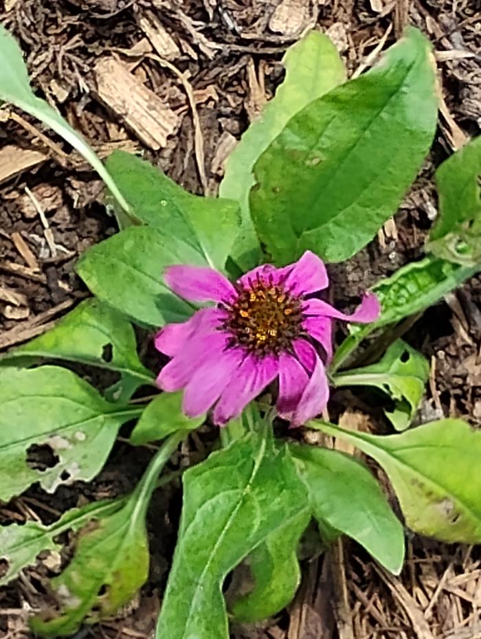 Purple cone flower 