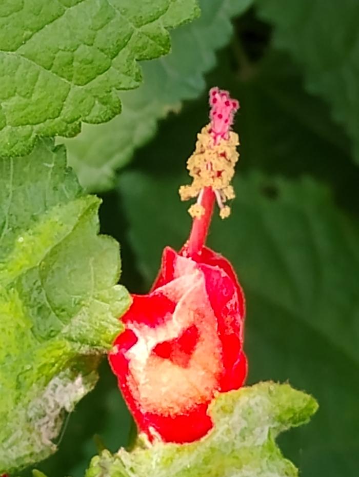 Turk's Cap 