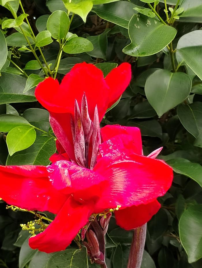 Cana Lilly 
