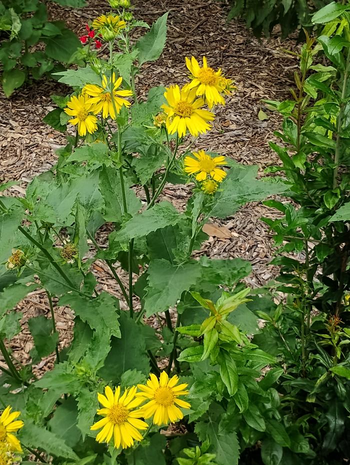 Cow pen daisy