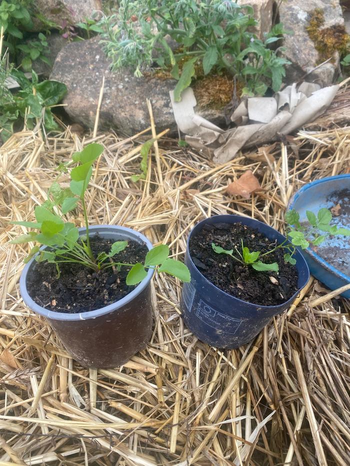 first year skirret plants grown in pots