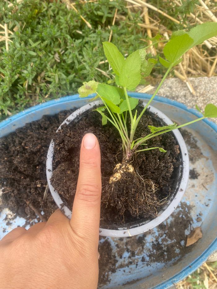 first year skirret plant root growth