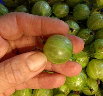 how to top and tail gooseberries