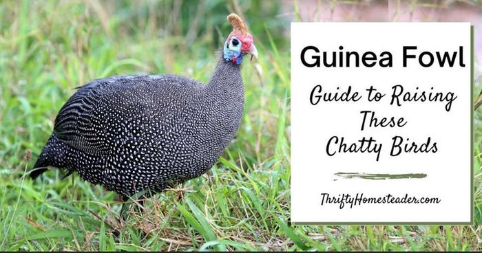 https://thriftyhomesteader.com/guinea-fowl/