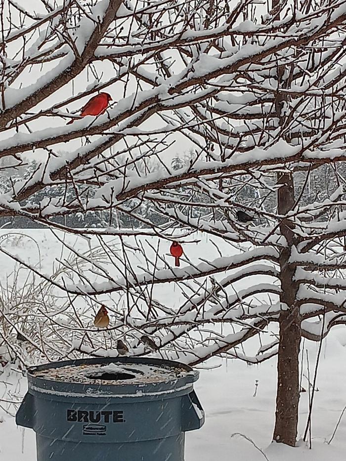 Bird feeder busy