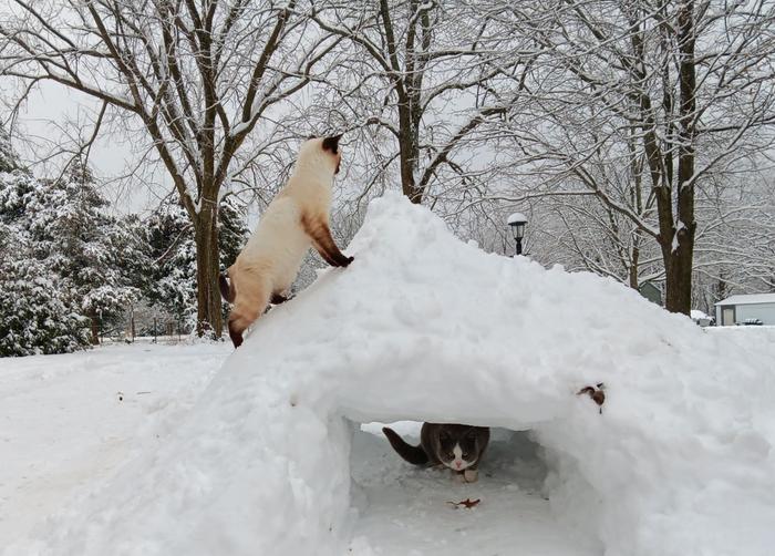 Everybody is having fun in snow