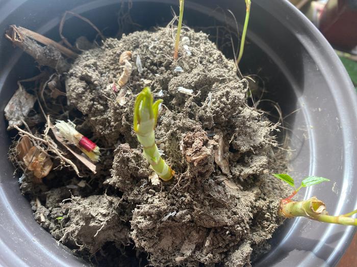 Japanese knotweed shoots in winter