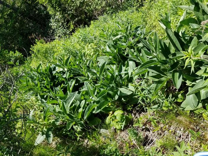 comfrey just growing in a big patch