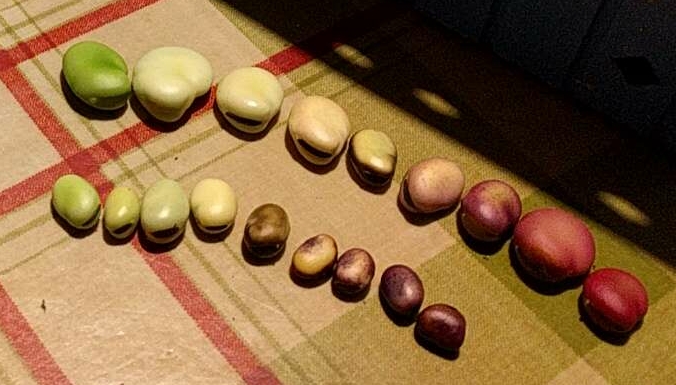 Colours in mature Fava beans - broad and field beans