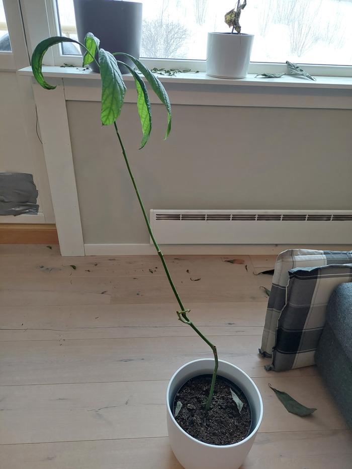 tall spindly avocado plant