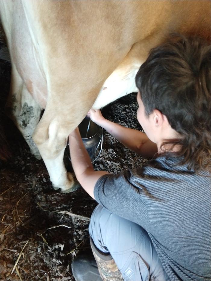 hand milking Sandy August 2024