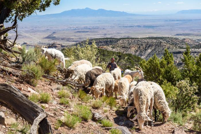 sheep grazing on a mountain