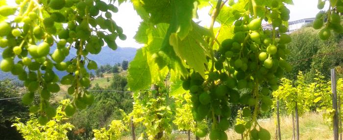 PERMACULTURE VINEYARD