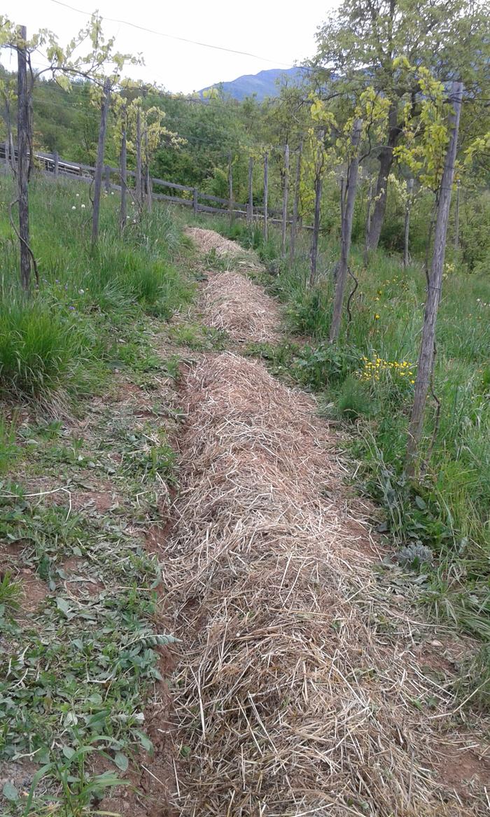 RAISED BEDS IN THE VINEYARD