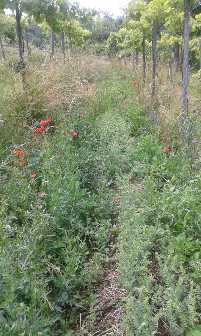 RAISED BEDS IN THE VINEYARD VEGETATED