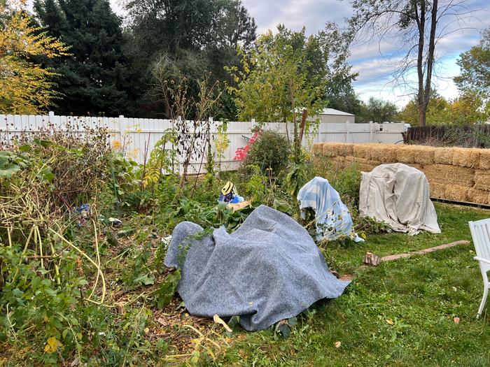 Blankets over plant (squash under front left)