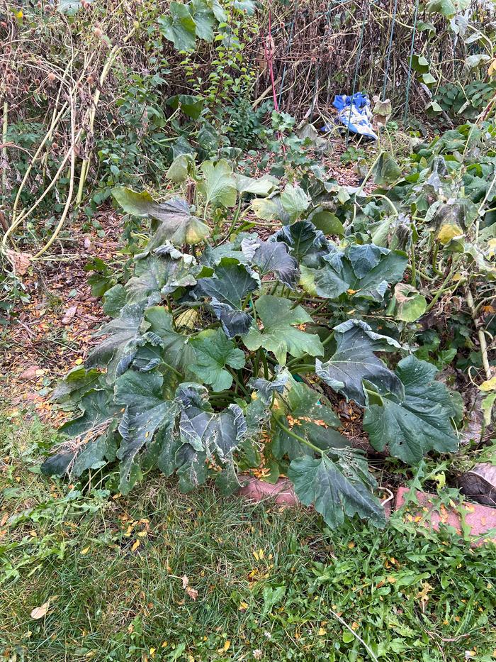 Living leaves next to frost killed leaves