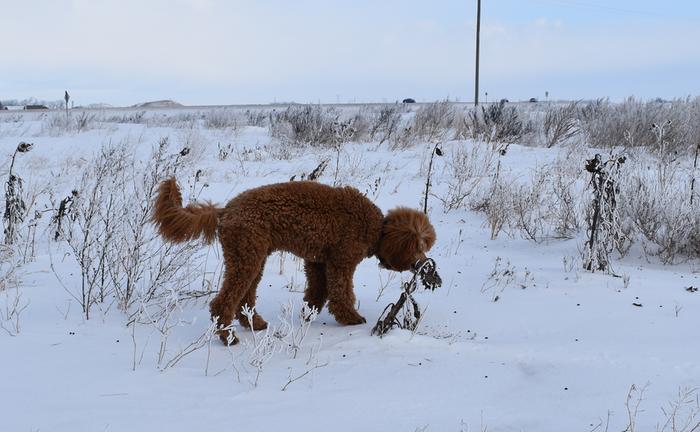 [Thumbnail for 20230102DSC_0997PoodleInspection.jpg]