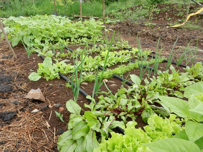 salad mix, radishes, cabbage for transplanting etc.